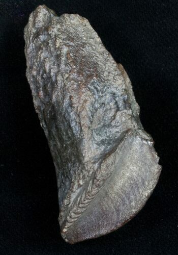 Large Rooted Triceratops Tooth - #11819